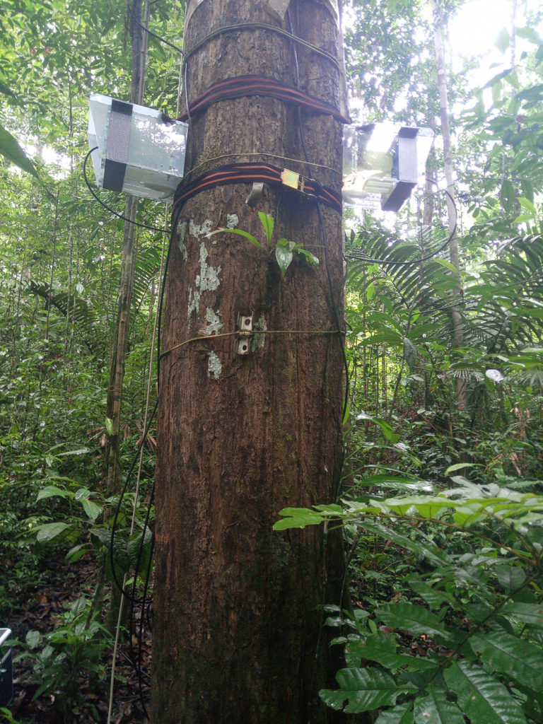 In-situ measurement (French Guyana) of the vegetation dielectric properties in the framework of remote sensing space missions (SMOS, BIOMASS)